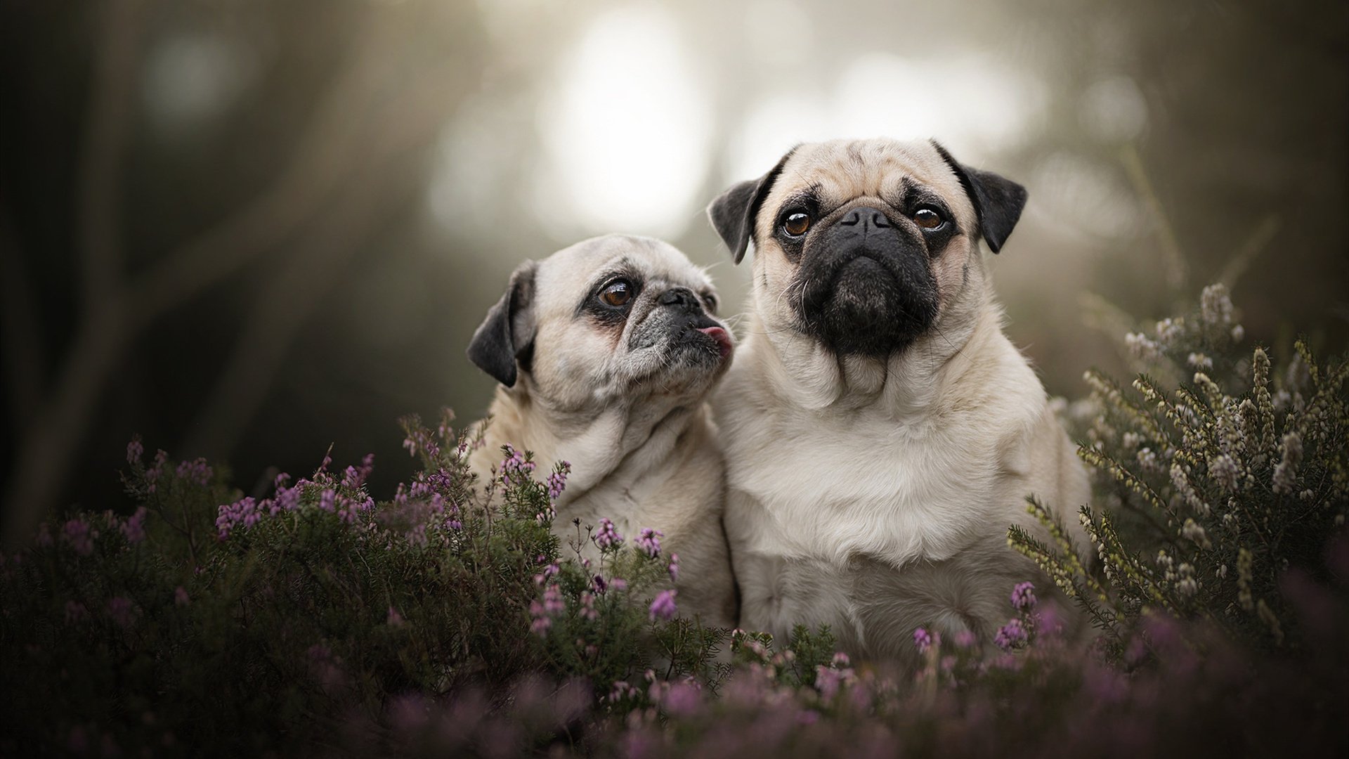意甲联盟持续推动青训体系普及，培养未来球星，意甲青训怎么算