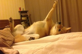 AYX官网-全球智勇棋战：体育精神在脑力竞赛中体现