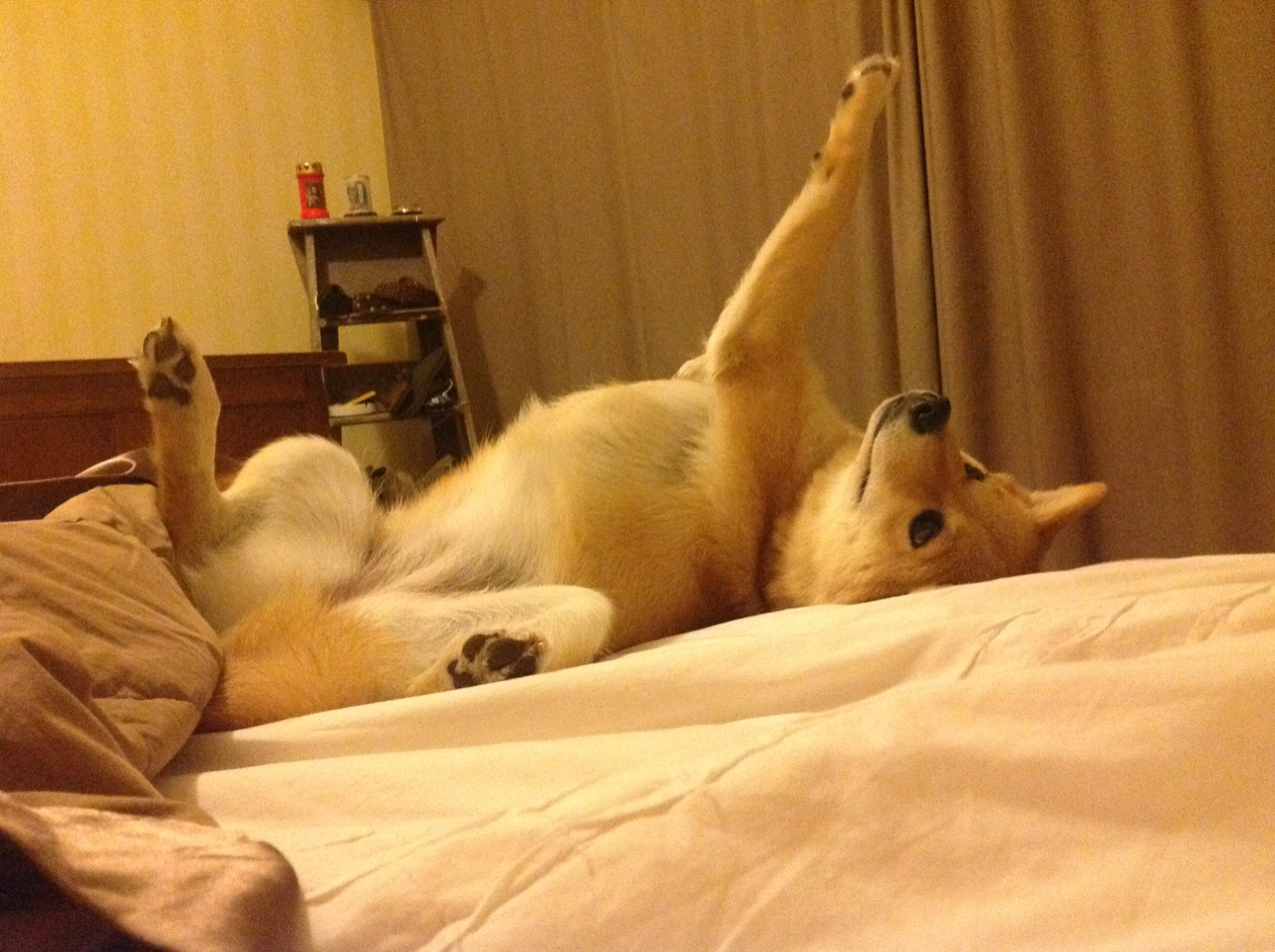 全球智勇棋战:体育精神在脑力竞赛中体现